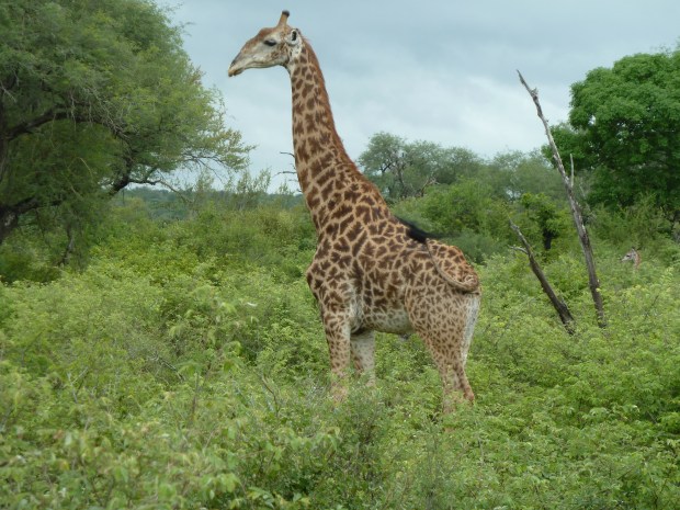 Meine Lieblingstiere