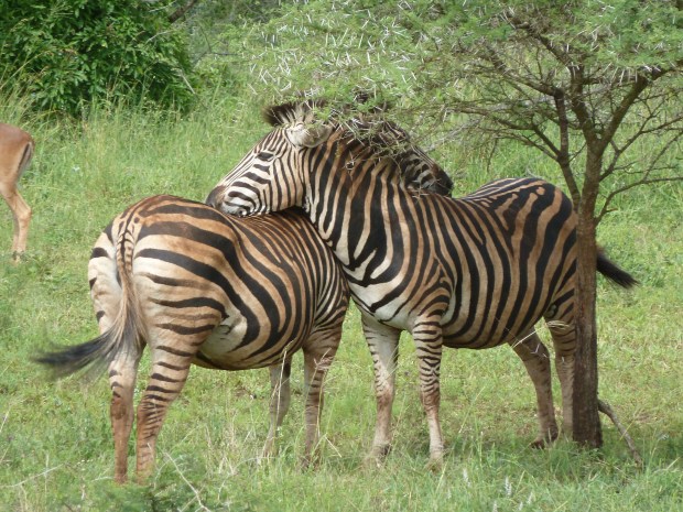 Pferdl im Pyjama-Look