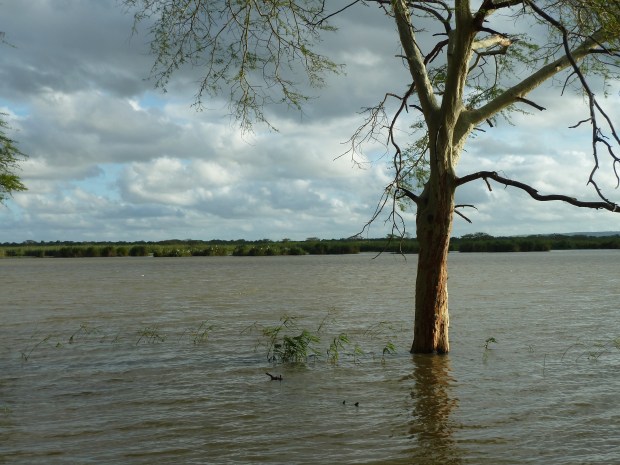 Hippos auf Tauchstation