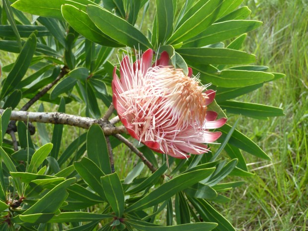 Protea Schönheit