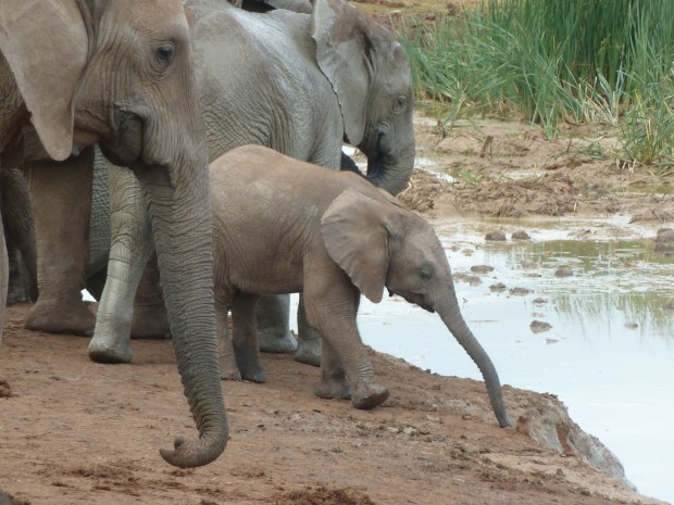3 von geschätzten 120 Elefanten - Unvergesslich!