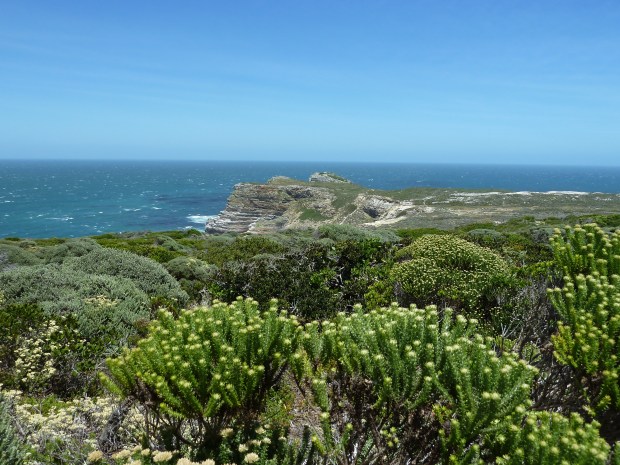 Faszinierende Kap-Vegetation