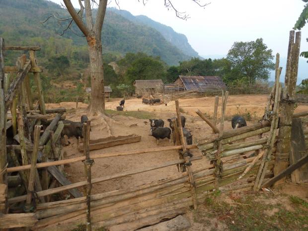 2015 Laos Trekking (157)
